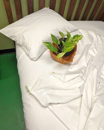 White Lotus Home GOTS White Organic Cotton Sateen Sheets White Lotus Home GOTS White Organic Cotton Sateen Sheets