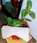 Buckwheat Hulls Eye Pillow 