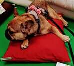 White Lotus Home Cotton Pet Beds ONLY