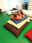 White Lotus Home Green Cotton Pet Bed with Cover