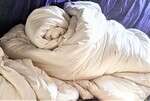 GOTS Organic Cotton Duvet - Non Washable