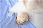 GOTS Organic Cotton Pillows