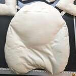 The Billow (breast+pillow) - Wool