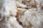 Wholesale Natural Kapok