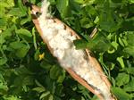 Wholesale Natural Kapok