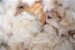 Wholesale Natural Kapok