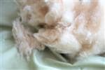 Wholesale Natural Kapok