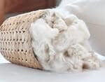 Wholesale Natural Kapok