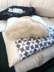 Wool Topper in Organic Cotton Case